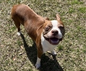 Mother of the Boston Terrier puppies born on 02/04/2026