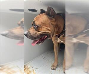 Mutt Dogs for adoption in Houston, TX, USA