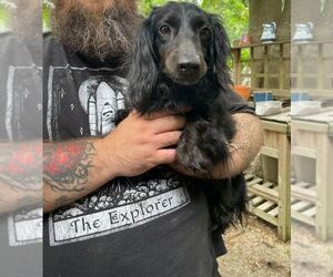 Dachshund Dog for Adoption in ATHENS, Texas USA