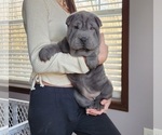 Puppy 2 Chinese Shar-Pei