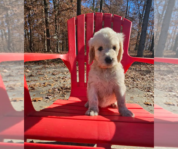 Medium Photo #6 Goldendoodle Puppy For Sale in ATHENS, TN, USA
