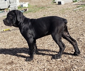 Cane Corso Puppy for sale in BELLINGHAM, WA, USA