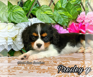 Cavalier King Charles Spaniel Puppy for sale in MIAMI, FL, USA