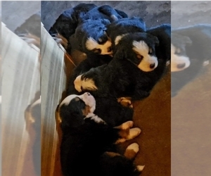 Bernese Mountain Dog Puppy for sale in SOUTHWORTH, WA, USA