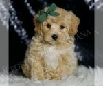 Puppy Dash F1 Maltipoo
