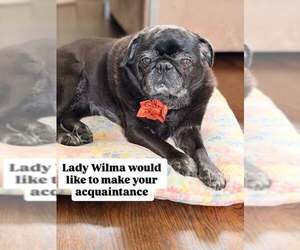 Pug Dogs for adoption in Tenafly, NJ, USA