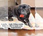 Small Pug