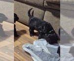 Small #9 Goldendoodle