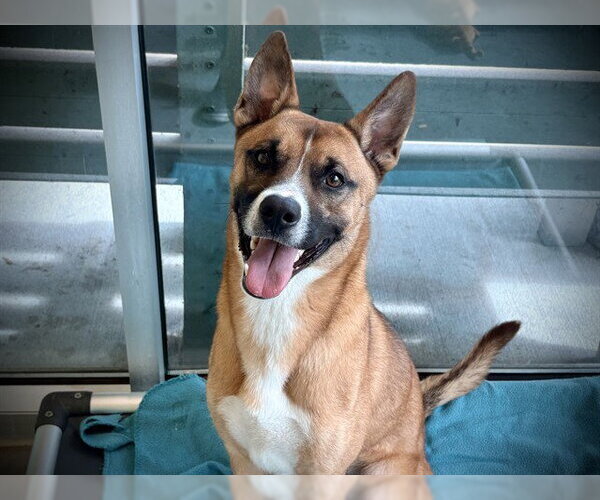 Medium Photo #1 German Shepherd Dog-Unknown Mix Puppy For Sale in Tavares, FL, USA
