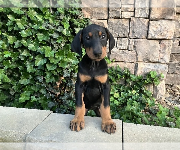 Medium Photo #1 Doberman Pinscher Puppy For Sale in SONORA, CA, USA