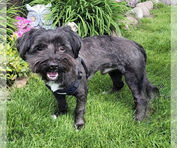 Medium Photo #1 Shih Tzu-Unknown Mix Puppy For Sale in Mundelein, IL, USA