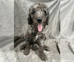 Image preview for Ad Listing. Nickname: Litter of 6