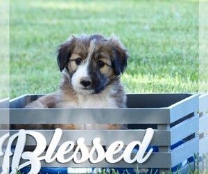Bordoodle Puppy for sale in OLATHE, CO, USA