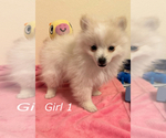 Small Photo #3 Pomeranian Puppy For Sale in EL PASO, TX, USA