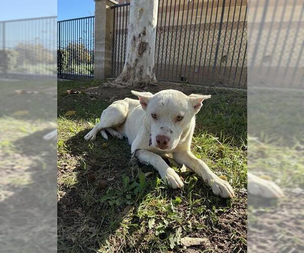 Medium Photo #1 Mutt Puppy For Sale in Riverside, CA, USA