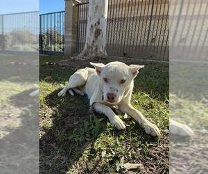 Mutt Dogs for adoption in Riverside, CA, USA