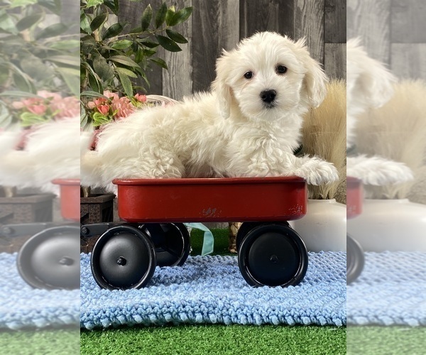 Medium Photo #1 Coton de Tulear Puppy For Sale in CANOGA, NY, USA