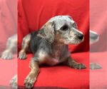 Small #1 Dachshund Mix