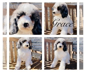 Poodle (Standard) Puppy for Sale in SIDNEY, Ohio USA