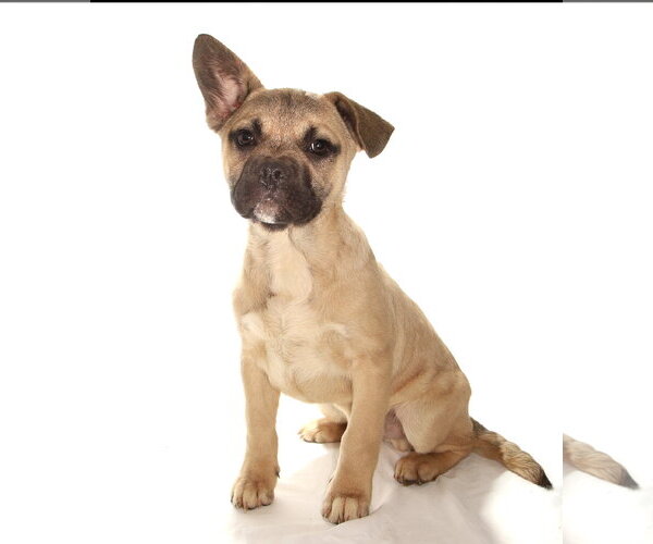 Medium Photo #3 French Bulldog-Siberian Husky Mix Puppy For Sale in Oakland Park, FL, USA
