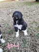 Small Photo #8 Great Pyredane Puppy For Sale in WOODVILLE, AL, USA
