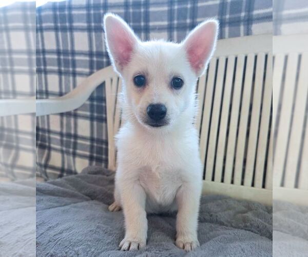 Medium Photo #6 Chiranian Puppy For Sale in Tustin, CA, USA