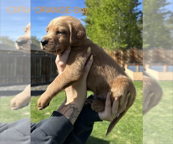 Medium Photo #11 Australian Labradoodle Puppy For Sale in STAR, ID, USA