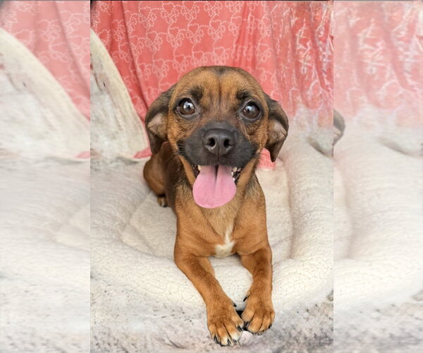 Medium Photo #3 Peagle Puppy For Sale in Oakhurst, NJ, USA