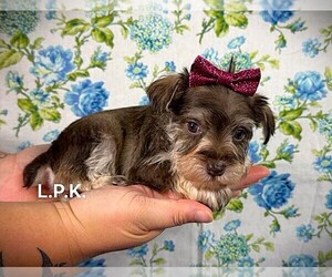 Schnauzer (Miniature) Puppy for sale in WINNSBORO, LA, USA