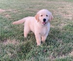 Small Photo #3 Golden Retriever Puppy For Sale in CONGERVILLE, IL, USA