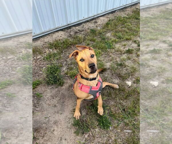 Medium Photo #2 German Shepherd Dog-Unknown Mix Puppy For Sale in Muskegon, MI, USA