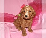 Small #1 Goldendoodle (Miniature)