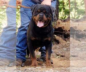 Father of the Rottweiler puppies born on 12/22/2021