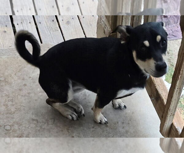 Medium Photo #2 Labrador Retriever-Unknown Mix Puppy For Sale in San Antonio, TX, USA
