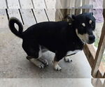 Small #1 Labrador Retriever Mix
