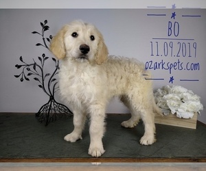 Goldendoodle Puppy for sale in SEYMOUR, MO, USA