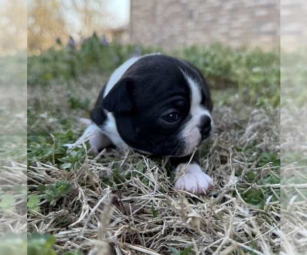 Medium Photo #1 Boston Terrier Puppy For Sale in GARFIELD, AR, USA