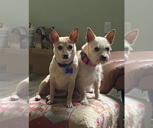 Medium Photo #3 Chihuahua-Parson Russell Terrier Mix Puppy For Sale in Cookeville, TN, USA