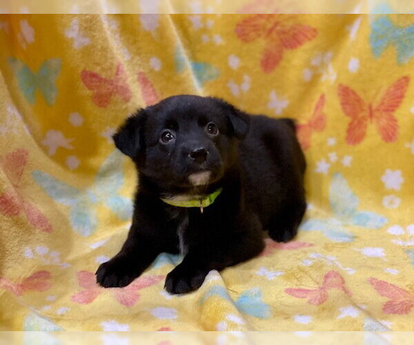 Medium Photo #1 Labrador Retriever-Unknown Mix Puppy For Sale in Duluth, MN, USA