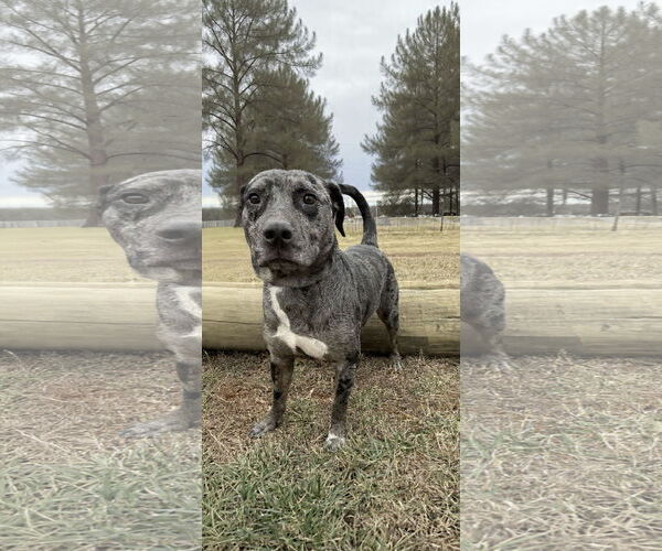 Medium Photo #11 Australian Shepherd-Unknown Mix Puppy For Sale in Rustburg, VA, USA