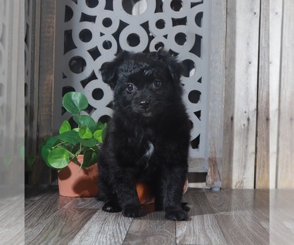 Medium Photo #1 Pomeranian-Poodle (Toy) Mix Puppy For Sale in MOUNT VERNON, OH, USA
