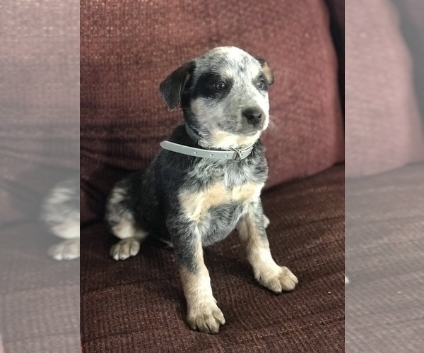 Medium Photo #2 Australian Cattle Dog Puppy For Sale in BOWLING GREEN, KY, USA