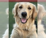 Small #1 Golden Retriever