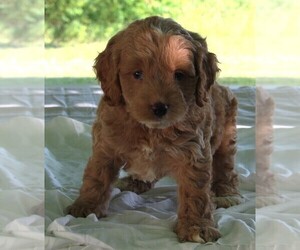 Cock-A-Poo Puppy for sale in FREDERICKSBURG, OH, USA