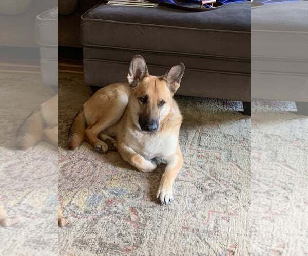 Medium Photo #7 German Shepherd Dog Puppy For Sale in Gretna, NE, USA