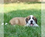 Small #2 Saint Bernard