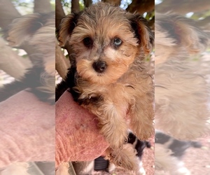Yorkshire Terrier Puppy for sale in GEORGETOWN, TX, USA