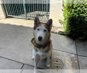Siberian Husky Dogs for adoption in Pasadena, CA, USA