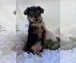 MR Pepsi - Male Yorkshire Terrier Puppy for Sale - Photo #4