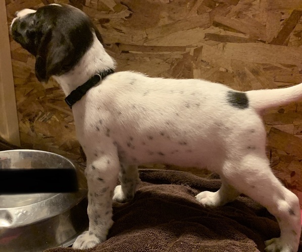 Medium Photo #4 German Wirehaired Pointer Puppy For Sale in GRANDVIEW, WA, USA